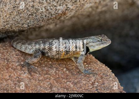 États-Unis, Californie. Lézard épineux à dos jaune juvénile mâle sur la roche. Banque D'Images