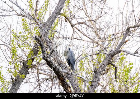 États-Unis, Colorado, ft. Collins. Grand héron bleu adulte dans l'arbre. Banque D'Images