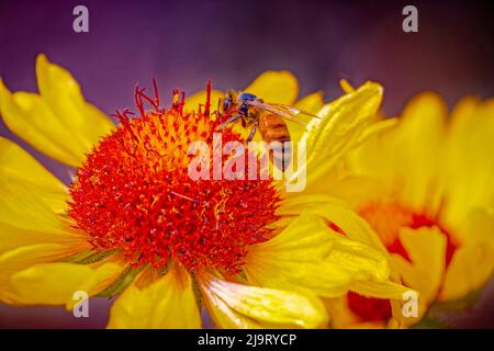 États-Unis, Colorado, fort Collins. Abeille sur fleur d'échinacée. Banque D'Images