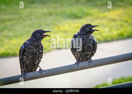 États-Unis, Colorado, Walden. Paire de corneilles américaines qui se disputeraient à Cooper's Hawk. Banque D'Images