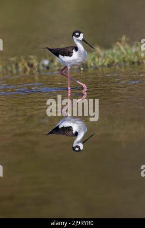 Pilotis à col noir, parc national de Myakka River, Floride Banque D'Images