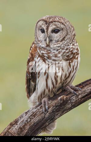 Hibou barré, Strix varia, Floride Banque D'Images
