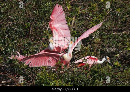 Les spatules de Roseate se battent au-dessus du territoire de nidification dans la rookerie, Stick Marsh, Floride Banque D'Images