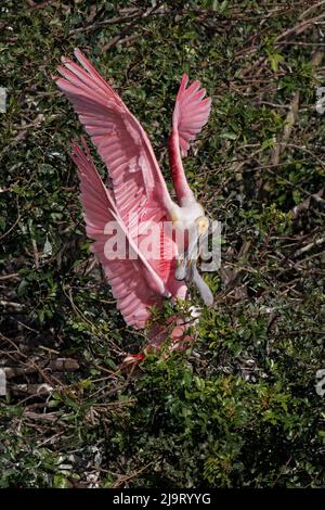 Les spatules de Roseate se battent au-dessus du territoire de nidification dans la rookerie, Stick Marsh, Floride Banque D'Images