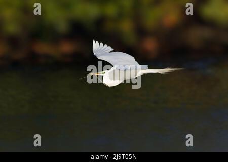Grand vol d'aigrette, apportant le matériel de nid au site de nid. Rookery de Venise, Venise, Floride Banque D'Images