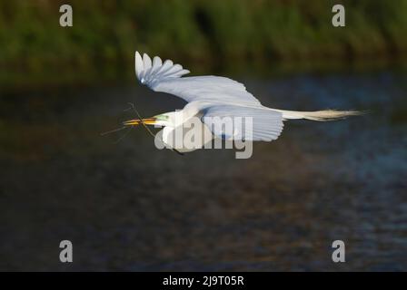 Grand vol d'aigrette, apportant le matériel de nid au site de nid. Rookery de Venise, Venise, Floride Banque D'Images
