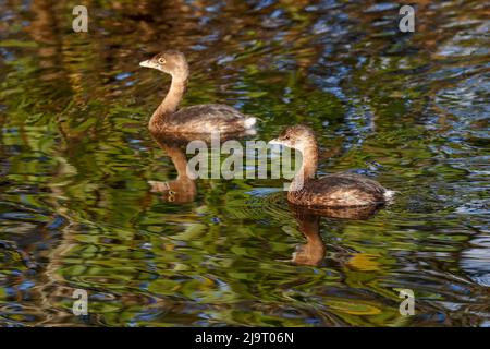 Paire de femelles de grebe à bec de pied, réserve naturelle nationale de Merritt Island, Floride Banque D'Images