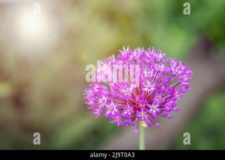 Allium angulosum violet. Noeud décoratif, gros plan. Banque D'Images
