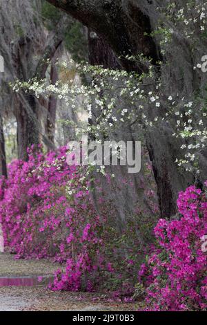 Arbres à cornouiller fleuris et azalées en pleine floraison au printemps, cimetière de Bonaventure, Savannah, Géorgie Banque D'Images