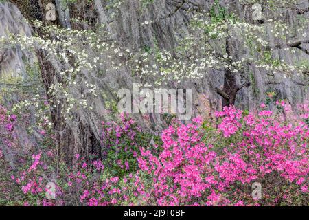 Arbres à cornouiller fleuris et azalées en pleine floraison au printemps, cimetière de Bonaventure, Savannah, Géorgie Banque D'Images