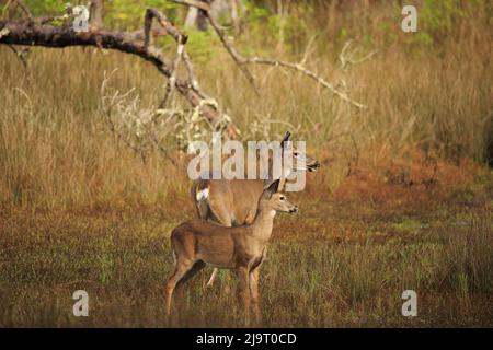 Etats-Unis, Géorgie, Savannah. Doe et fauve dans le marais de l'île Skidaway. Banque D'Images