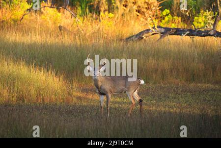 Etats-Unis, Géorgie, Savannah. Buck dans le marais de Skidaway Island. Banque D'Images