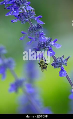 Etats-Unis, Géorgie, Savannah. Bumble abeille sur la salvia au printemps Banque D'Images