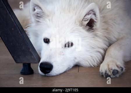 Loup arctique blanc domestique couché et reposant sur le sol. Banque D'Images