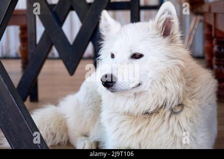 Loup arctique blanc domestique couché et reposant sur le sol. Banque D'Images