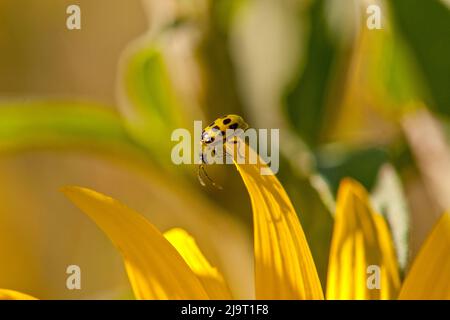 Concombre sur tournesol Banque D'Images