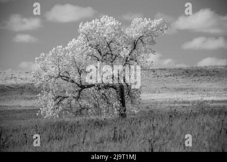 Arbre à croquant solitaire dans les collines de Flint, noir et blanc, infrarouge Banque D'Images