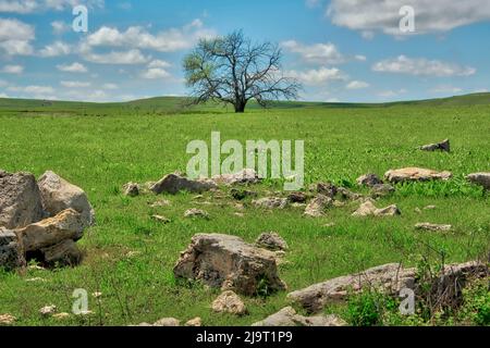 Arbre solitaire dans les collines de Flint du Kansas Banque D'Images