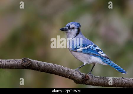 Blue jay en automne, Kentucky Banque D'Images