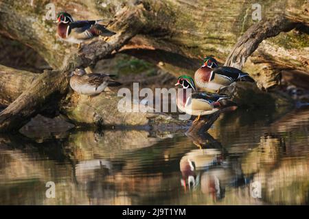 Canards de bois mâles et femelles, reposant sur un arbre tombé, Kentucky Banque D'Images