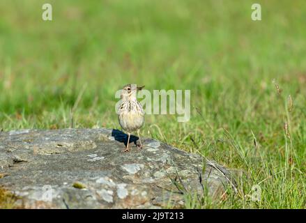 Meadow Pipit, avec un gros insecte dans son bec, se tenait sur une roche couverte de lichen dans un habitat naturel de gélinotte. Nom scientifique: Anthus pratensis. Horizo Banque D'Images