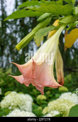 Port de Boothbay, Maine, États-Unis. Jardins botaniques côtiers du Maine. Banque D'Images