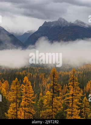 Mélèze d'automne avec montagnes enneigées du Cabinet dans la forêt nationale de Kootenai, Montana, États-Unis Banque D'Images