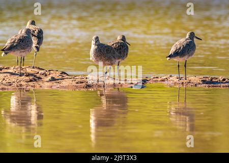 États-Unis, Nouveau-Mexique, réserve naturelle de Rio Rancho Bosque. Willets reposant sur un bar de sable dans la rivière Rio Grande. Banque D'Images