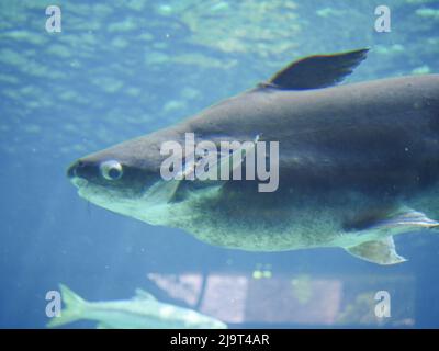 Le poisson-chat géant du Mékong (Pangasianodon gigas) est une grande espèce menacée de poisson-chat qui nage dans un grand aquarium Banque D'Images