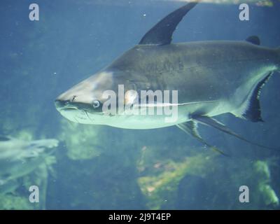 Le poisson-chat géant du Mékong (Pangasianodon gigas) est une grande espèce menacée de poisson-chat qui nage dans un grand aquarium Banque D'Images