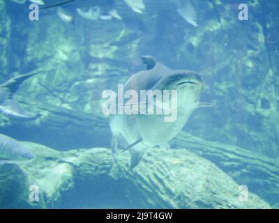 Le poisson-chat géant du Mékong (Pangasianodon gigas) est une grande espèce menacée de poisson-chat qui nage dans un grand aquarium Banque D'Images