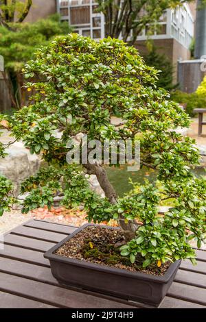 Columbus, Ohio, États-Unis. Arbre Kaho Satsuki Azalea Banque D'Images