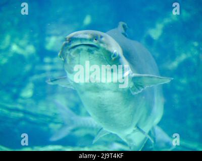 Le poisson-chat géant du Mékong (Pangasianodon gigas) est une grande espèce menacée de poisson-chat qui nage dans un grand aquarium Banque D'Images