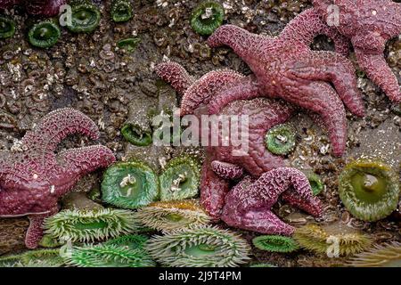 Anemone vert géant, Ocher Sea Star dans la piscine à marée, Bandon Beach, Oregon Banque D'Images