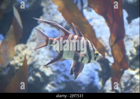 Enoplosus armatus, communément appelé la vieille femme, nageant dans un aquarium Banque D'Images