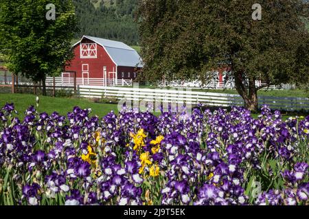 États-Unis, Oregon, Joseph. Grange rouge avec iris pourpre croissant dans le jardin. Banque D'Images