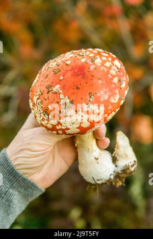 Hood River, Oregon, États-Unis. Femme tenant un champignon Amanita (Amanita muscaria). Il est également connu sous le nom de champignon agarique de mouche et basidio psychoactif Banque D'Images