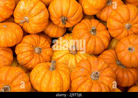 Hood River, Oregon, États-Unis. Pile de petits citrouilles Hooligan à vendre. Banque D'Images