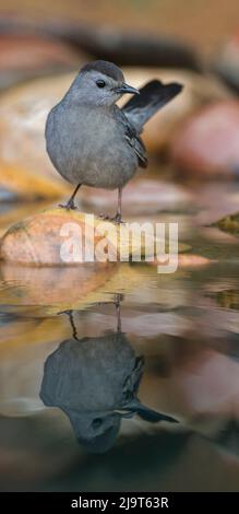 Oiseau-chat gris réfléchissant sur un petit étang dans le désert, Rio Grande Valley, Texas Banque D'Images