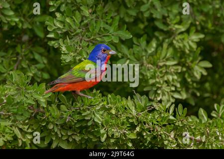 Banderole peinte. Rio Grande Valley, Texas Banque D'Images
