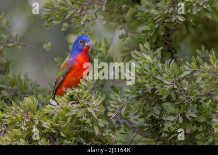 Banderole peinte. Rio Grande Valley, Texas Banque D'Images