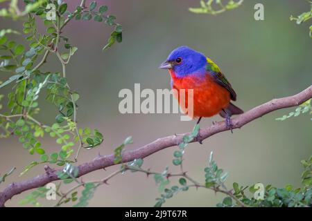 Banderole peinte. Rio Grande Valley, Texas Banque D'Images