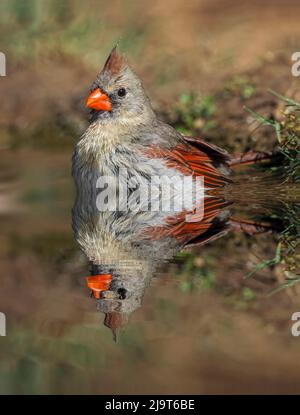 Baignade et réflexion de la cardinal du nord des femmes sur le petit étang. Rio Grande Valley, Texas Banque D'Images