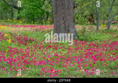 États-Unis, Texas, Comté de DeWitt. Champ de fleurs autour de chêne. Banque D'Images