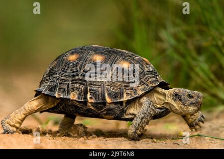 États-Unis, Texas, Rio Grande Valley. Marche à pied sur la tortue texane. Banque D'Images