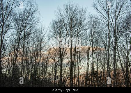 États-Unis, Vermont, Morrisville, Jopson Lane, crépuscule du début du printemps dans la forêt Banque D'Images