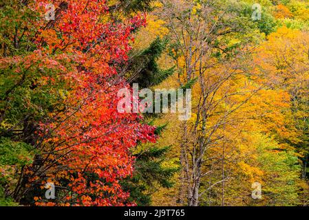 États-Unis, Vermont, feuillage d'automne dans la vallée de la rivière Mad, le long du sentier menant aux chutes Warren Banque D'Images