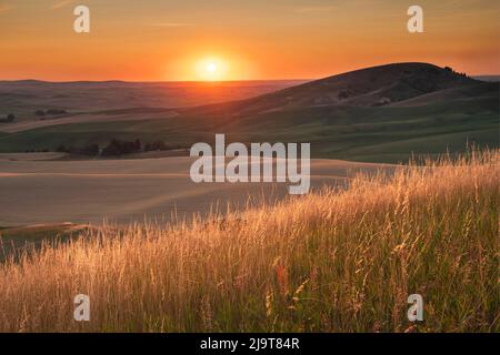 Coucher de soleil sur les collines et les terres agricoles de la région de Palouse, État de Washington. Banque D'Images
