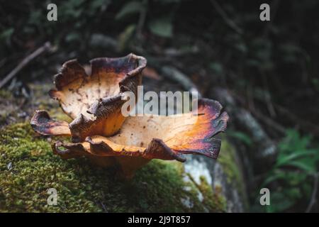 Vieux champignon poussant sur une bûche de mousse dans la forêt. Banque D'Images