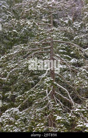 États-Unis, État de Washington, Seabeck. Sapin de Douglas recouvert de neige en hiver. Banque D'Images